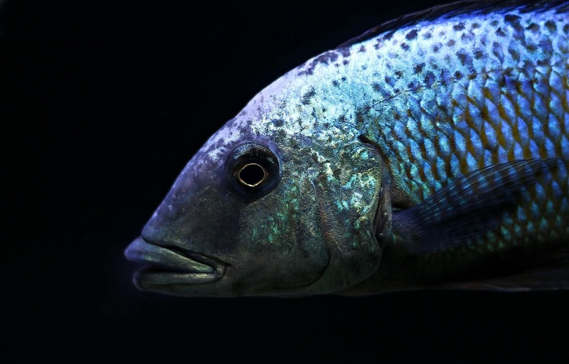 Fossorochromis rostratus